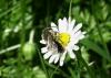 Andrena sp.